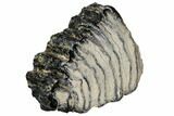 Polished Mammoth Molar Slice - South Carolina #106397-1